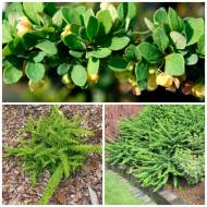 Саджанець Барбарис Тунберга Зелений Килим в контейнері