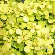 Саженец барбариса Тунберга Бонанза Голд в контейнере