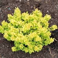 Саджанець Барбарис Тунберга Бонанза Голд в контейнері