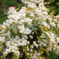 Саженец спиреи Вангутта Голд Фонтейн в контейнере