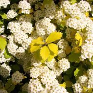 Саджанець Спірея Вангутта  Голд Фонтейн в контейнері