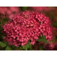 Саженец спиреи Anthoni Waterer в контейнере