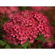 Саженец спиреи Anthoni Waterer в контейнере