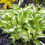 Саджанець Хоста Kiwi Spearmint в контейнері