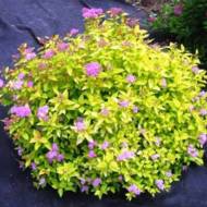 Саженец спиреи японской Golden Princess в контейнере