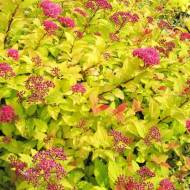 Саджанець Спірея японська Golden Princess в контейнері