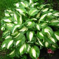 Саженец хосты Undulata Mediovariegata в контейнере