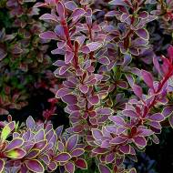 Саженец барбариса Golden Ring в контейнере