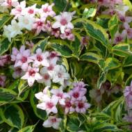 Саджанець Вейгела Sunny Princess в контейнері