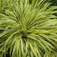 Саджанець Хаконехлое Aureola в контейнері