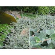 Саджанець Верба повзуча Nitida в контейнері