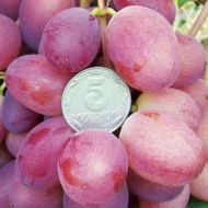 Саженец виноград Зоренька