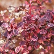 Саджанець Барбарис Тунберга Harlequin (Арлекін) в контейнері