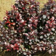 Саджанець Барбарис Тунберга Дартс Ред Леді в контейнері