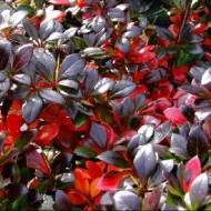 Саджанець Барбарис Тунберга Дартс Ред Леді в контейнері