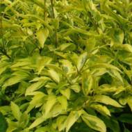 Саджанець Форзиція Variegata в контейнері