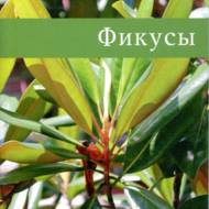 Фікуси (рос. мовою).