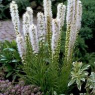 Саженец лиатриса колоскового Floristan Weiss в контейнере