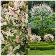 Саженец ивы Хакуро Нишики на штамбе в контейнере