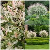 Саженец ивы Хакуро Нишики на штамбе в контейнере