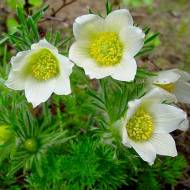 Саджанець Сон-трава White в контейнері