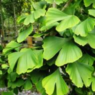 Саженец Гинкго двулопастный в контейнере