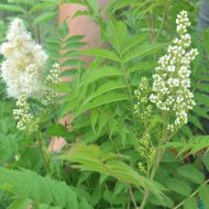 Саженец рябинника рябинолистного Sem в контейнере