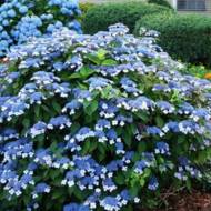 Саджанець Гортензія serrata Woodlander в контейнері