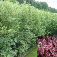 Дерен Sibirica Variegata в контейнері