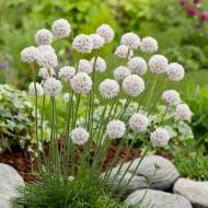 Саджанець Армерія Armade White в контейнері