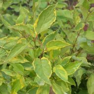 Саджанець Дерен білий Gouchaultiii в контейнері