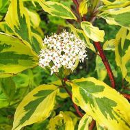 Саджанець Дерен білий Gouchaultiii в контейнері