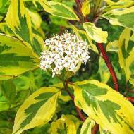 Саджанець Дерен білий Gouchaultiii в контейнері