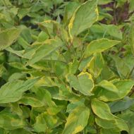 Саженец дерева белый Gouchaultiii в контейнере