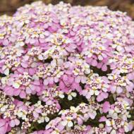 Саджанець Іберіс рожевий в контейнері