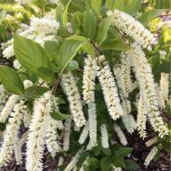 Саджанець Ітея Віргінська в контейнері