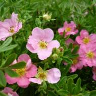 Саджанець Перстач кущовий (Лапчатка) Pink Queen в контейнері