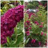 Саженец будлеи Давида Royal red в контейнере