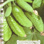 Визначник хвороб і шкідників огірка (рос.мовою).