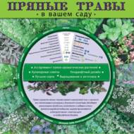 Пряные травы в вашем саду