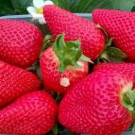 Саджанець Суниця садова Сандра в контейнері