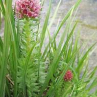 Родіола рожева