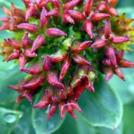 Родиола розовая