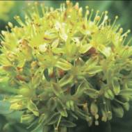 Саженец родиолы розовой в контейнере