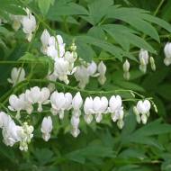 Саженцы дицентры Alba в контейнере