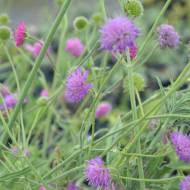 Саджанець Скабіоза Butterfly в контейнері