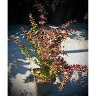 Саджанець Барбарис середній Red jewel в контейнері