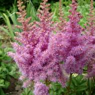 Саджанець Астильба Amethyst в контейнері