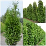 Саджанець Туя західна Brabant в контейнері