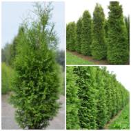 Саджанець Туя західна Brabant в контейнері